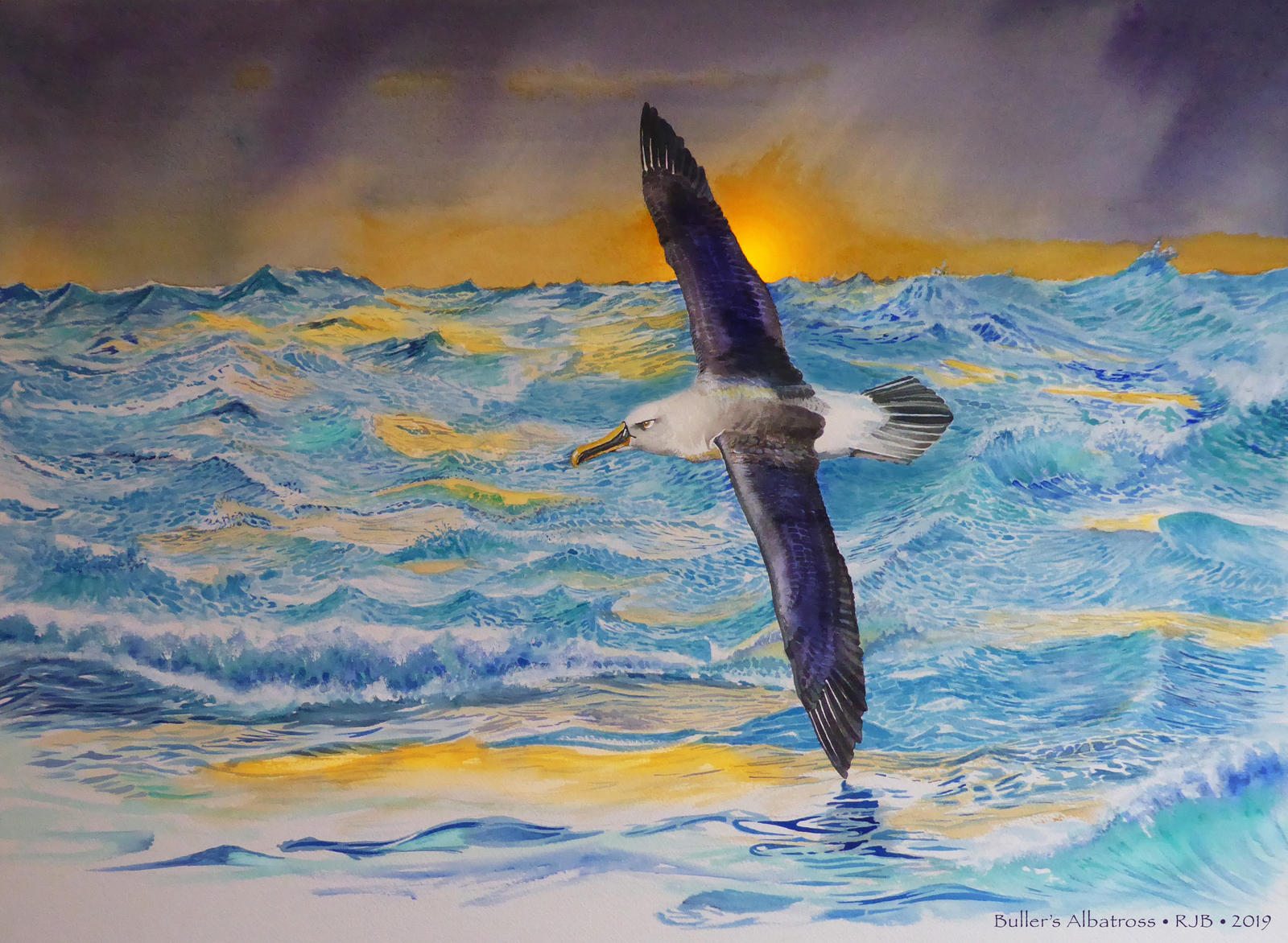 buller_s_albatross buller_s_albatross